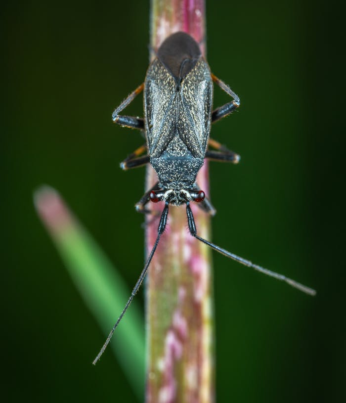 Close-up view of a tiny beetle perched on a green grass stem, highlighting its detailed features.