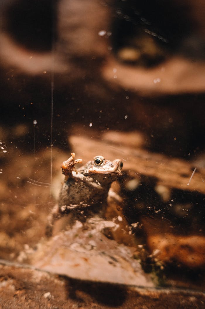 Detailed image of a common toad in its natural habitat, showcasing its unique features.