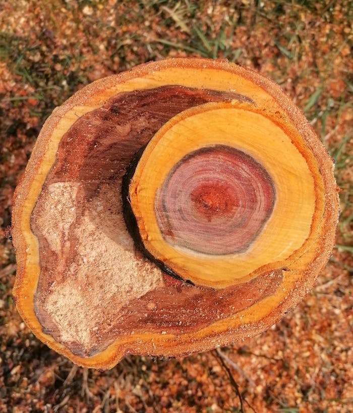 Detailed view of a tree cross section showing growth rings and textures outdoors.